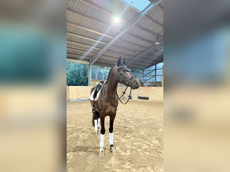 Westfaliano Castrone 5 Anni 170 cm Baio scuro in Lohmar