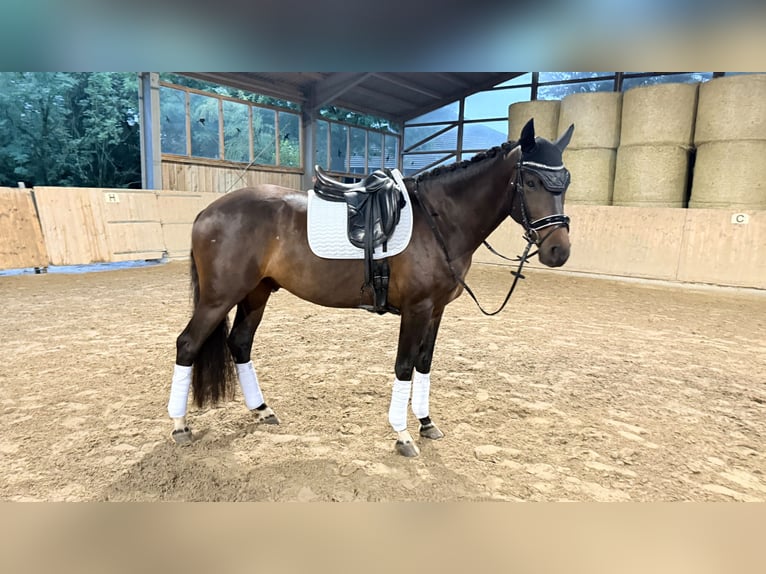 Westfaliano Castrone 5 Anni 170 cm Baio scuro in Lohmar