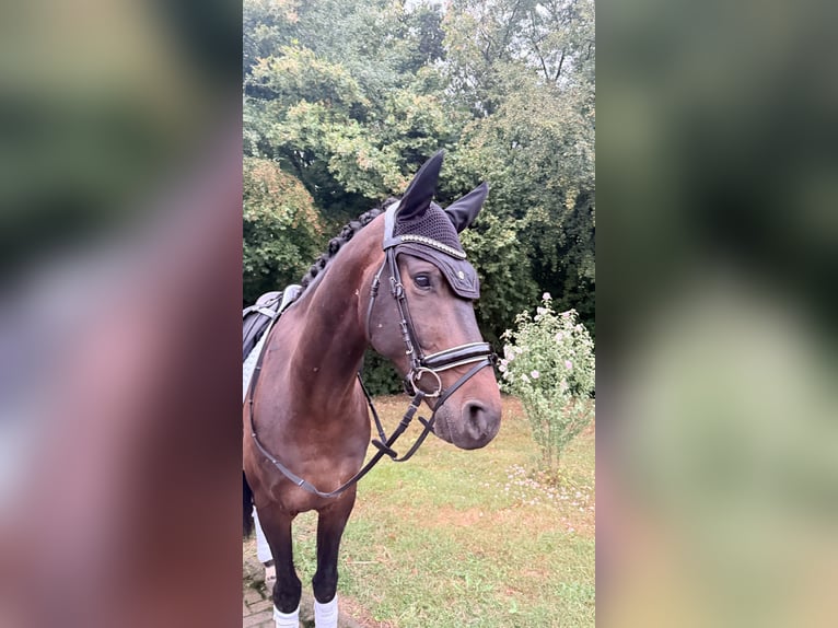 Westfaliano Castrone 5 Anni 170 cm Baio scuro in Lohmar