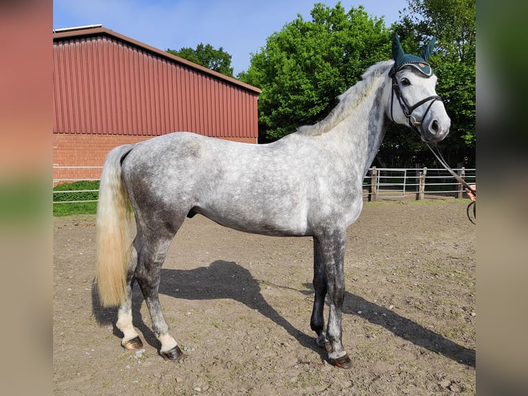 Westfaliano Castrone 5 Anni 170 cm Grigio pezzato in Essen