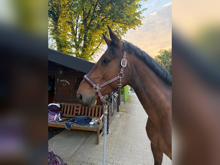 Westfaliano Castrone 5 Anni 171 cm Baio in Kirchgellersen