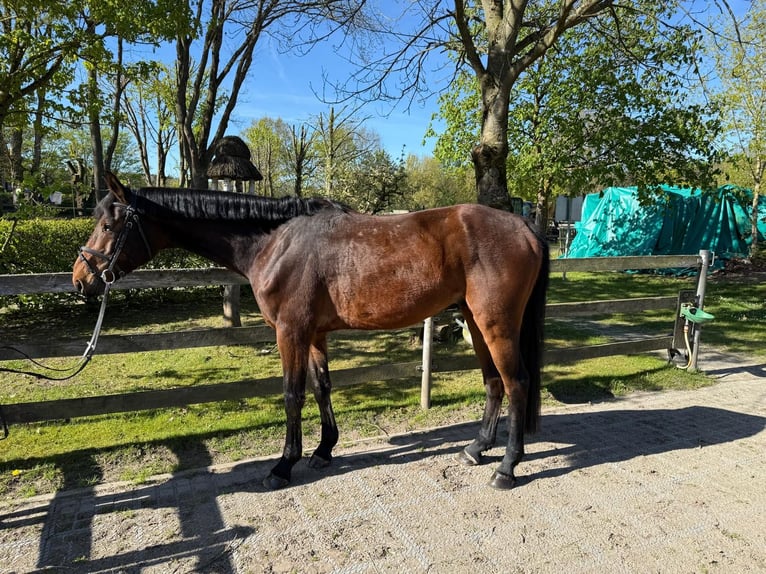 Westfaliano Castrone 5 Anni 171 cm Baio in Kirchgellersen