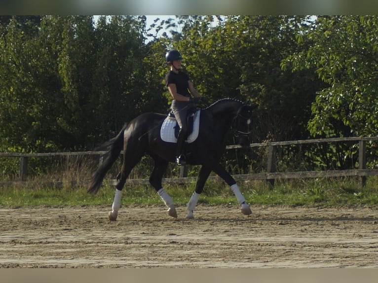 Westfaliano Castrone 5 Anni 171 cm Morello in Iserlohn