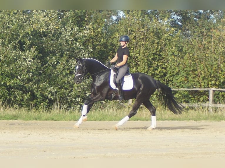 Westfaliano Castrone 5 Anni 171 cm Morello in Iserlohn