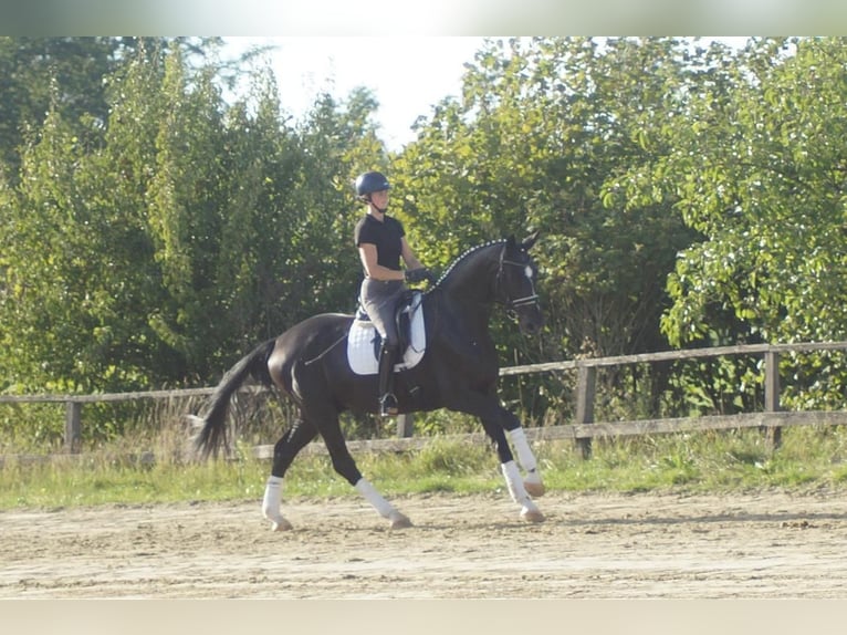 Westfaliano Castrone 5 Anni 171 cm Morello in Iserlohn