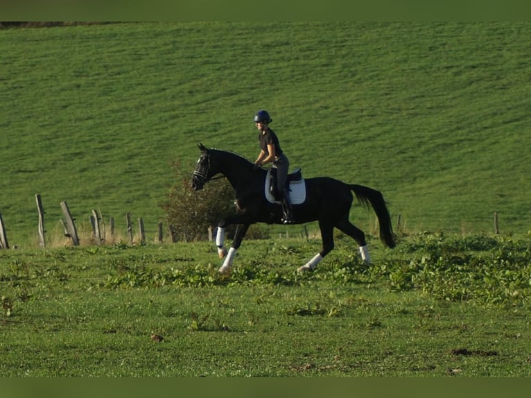 Westfaliano Castrone 5 Anni 171 cm Morello in Iserlohn