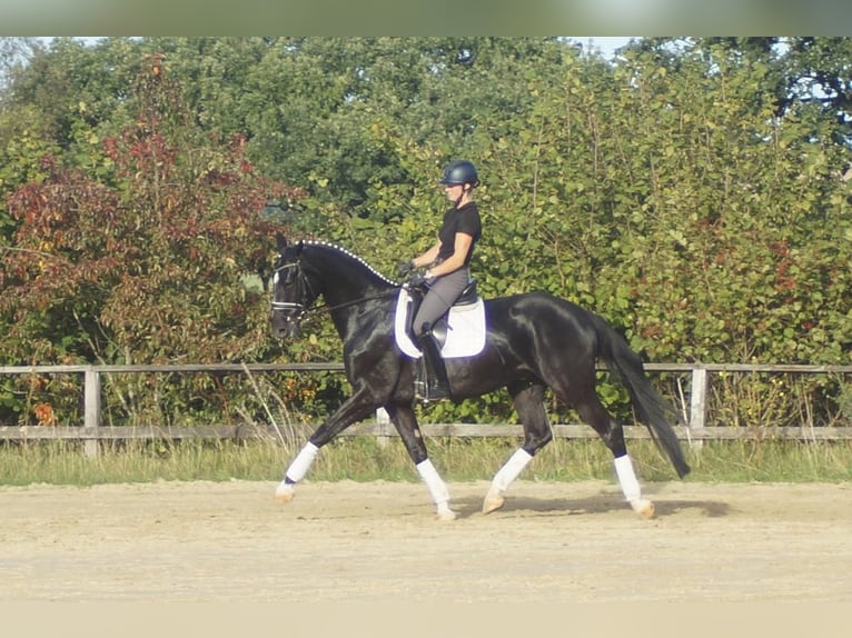 Westfaliano Castrone 5 Anni 171 cm Morello in Iserlohn
