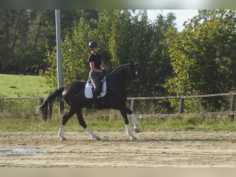 Westfaliano Castrone 5 Anni 171 cm Morello in Iserlohn