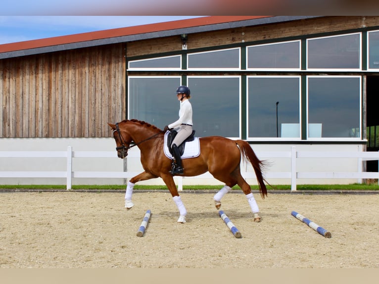 Westfaliano Castrone 5 Anni 171 cm Sauro in Brilon