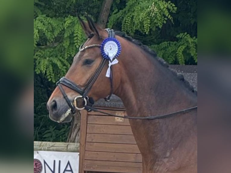 Westfaliano Castrone 5 Anni 172 cm Baio in Bispingen