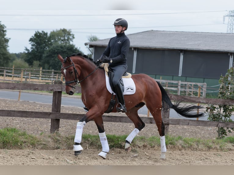 Westfaliano Castrone 5 Anni 172 cm Baio in Greven