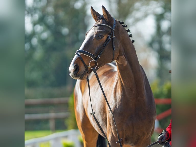 Westfaliano Castrone 5 Anni 172 cm Baio in Münster-Handorf