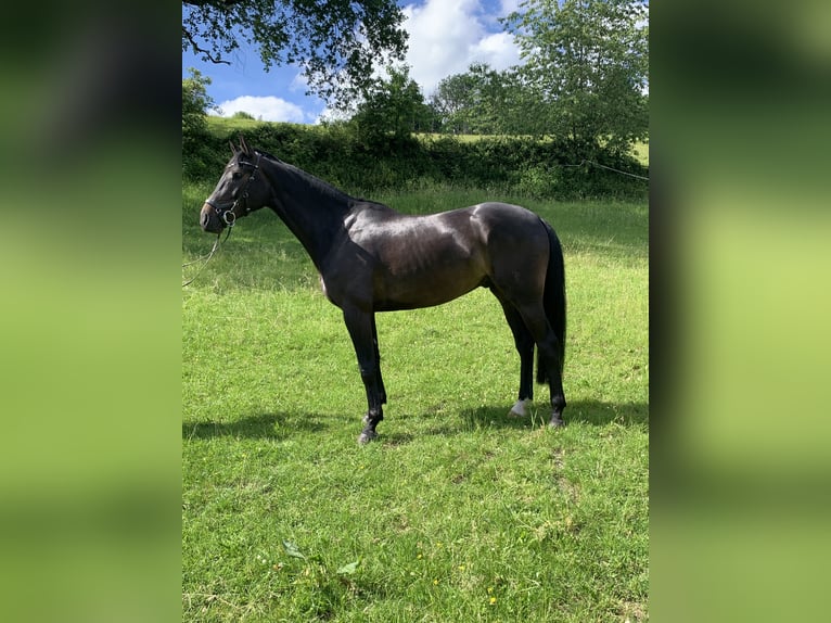 Westfaliano Castrone 5 Anni 172 cm Baio nero in Barntrup