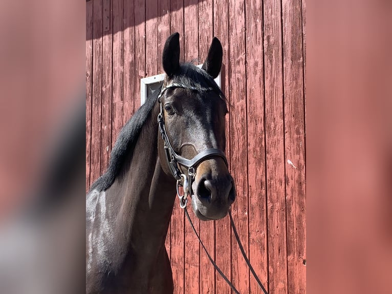 Westfaliano Castrone 5 Anni 172 cm Baio nero in Barntrup
