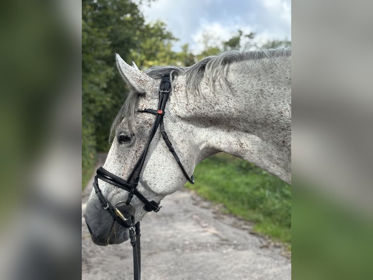 Westfaliano Castrone 5 Anni 172 cm Grigio in Bomlitz