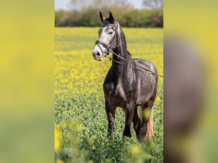 Westfaliano Castrone 5 Anni 172 cm Grigio in Unna