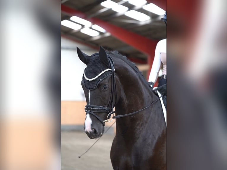 Westfaliano Castrone 5 Anni 172 cm Morello in Hohenfelde