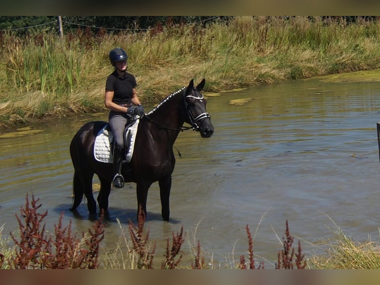 Westfaliano Castrone 5 Anni 172 cm Morello in Iserlohn