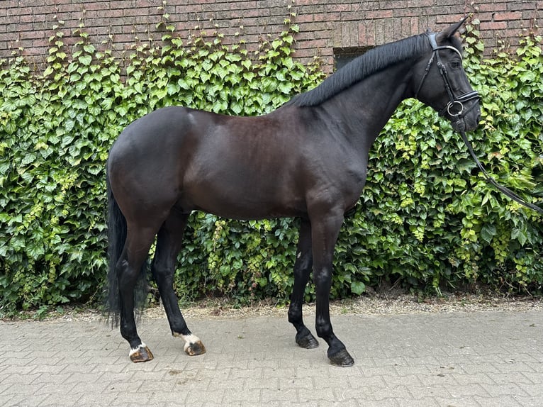Westfaliano Castrone 5 Anni 172 cm Morello in Rees