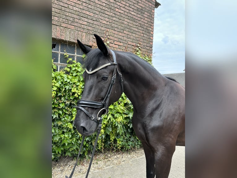 Westfaliano Castrone 5 Anni 172 cm Morello in Rees