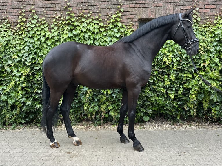 Westfaliano Castrone 5 Anni 172 cm Morello in Rees