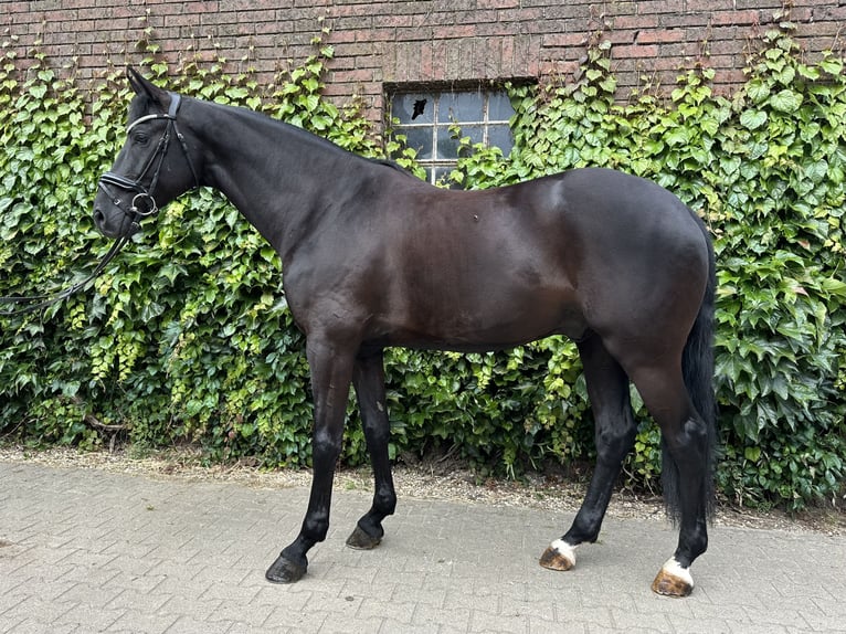 Westfaliano Castrone 5 Anni 172 cm Morello in Rees