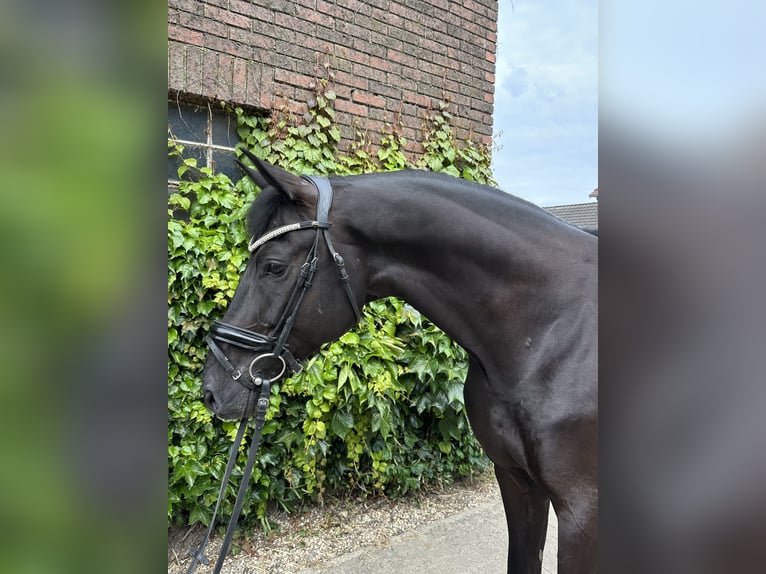 Westfaliano Castrone 5 Anni 172 cm Morello in Rees
