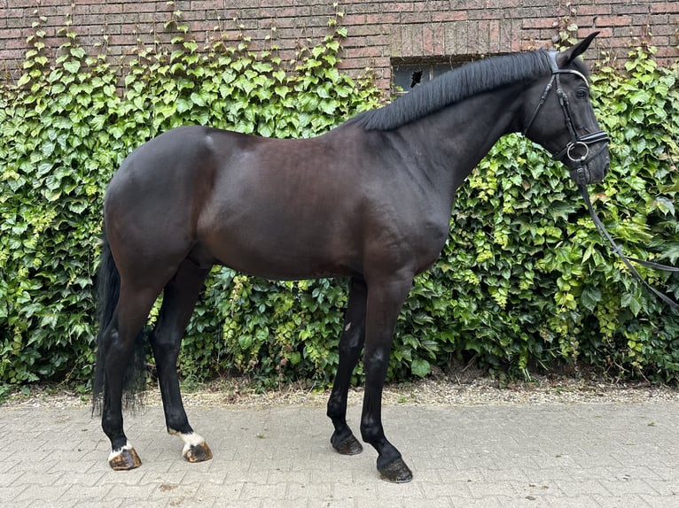 Westfaliano Castrone 5 Anni 172 cm Morello in Rees