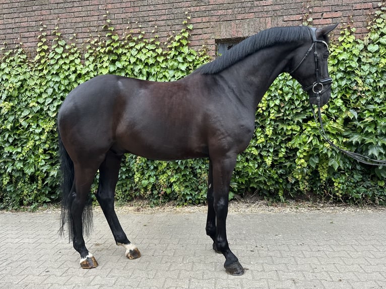 Westfaliano Castrone 5 Anni 172 cm Morello in Rees