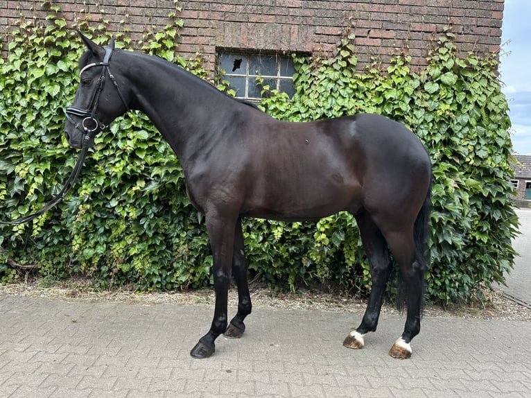 Westfaliano Castrone 5 Anni 172 cm Morello in Rees