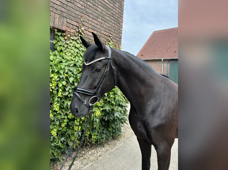 Westfaliano Castrone 5 Anni 172 cm Morello in Rees