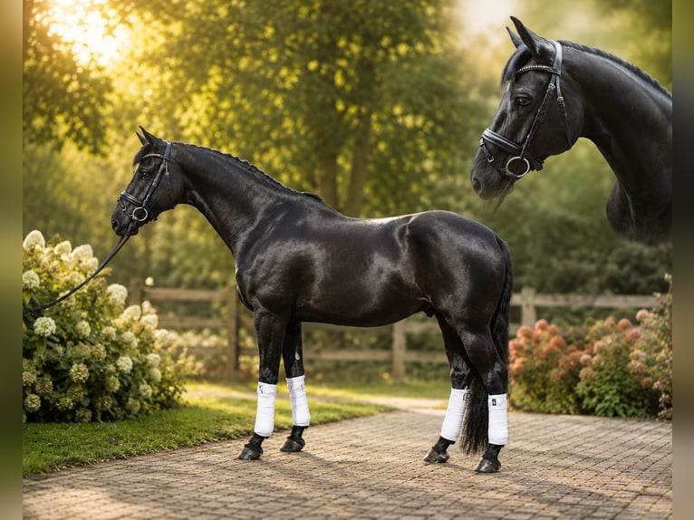 Westfaliano Castrone 5 Anni 172 cm Morello in Warendorf