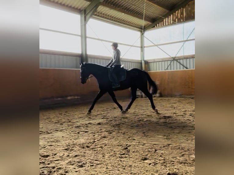 Westfaliano Castrone 5 Anni 172 cm Morello in Swisttal