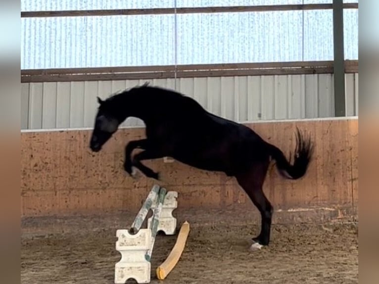 Westfaliano Castrone 5 Anni 172 cm Morello in Swisttal