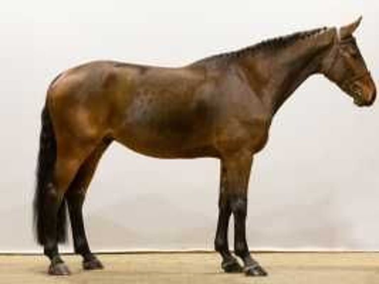 Westfaliano Castrone 5 Anni 173 cm Baio in Waddinxveen