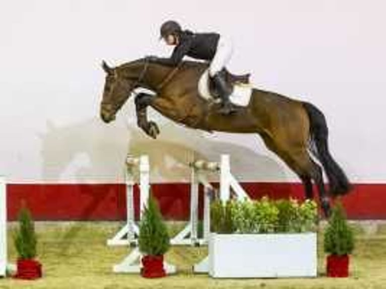 Westfaliano Castrone 5 Anni 173 cm Baio in Waddinxveen