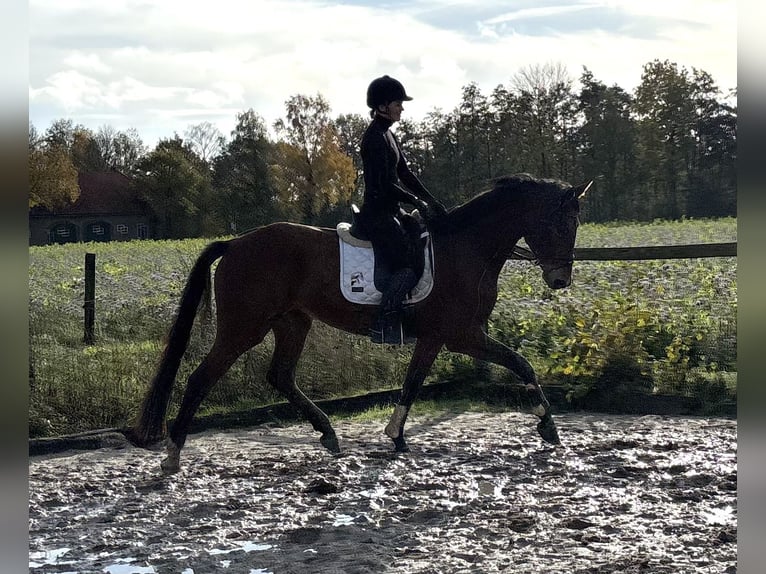 Westfaliano Castrone 5 Anni 173 cm Baio in Warendorf