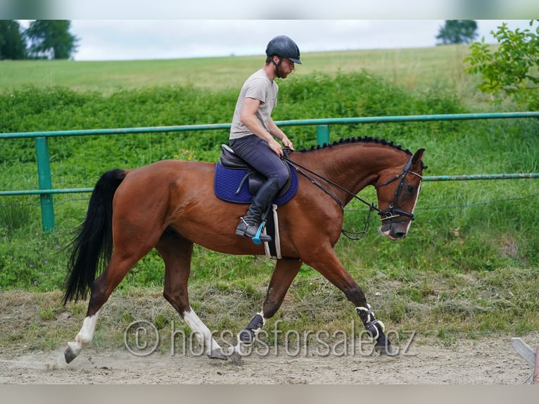 Westfaliano Castrone 5 Anni 173 cm Baio in Ceske Budejovice