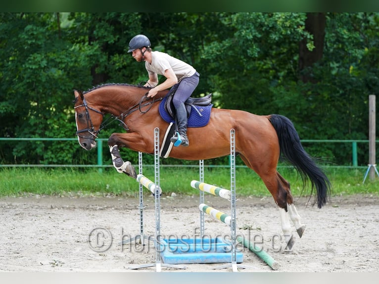 Westfaliano Castrone 5 Anni 173 cm Baio in Ceske Budejovice