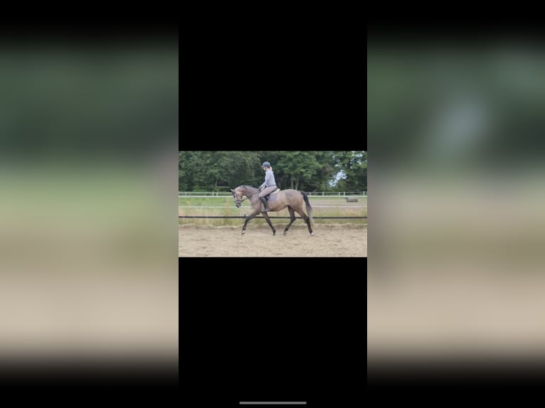 Westfaliano Castrone 5 Anni 173 cm Grigio in HarsewinkelMarienfeld