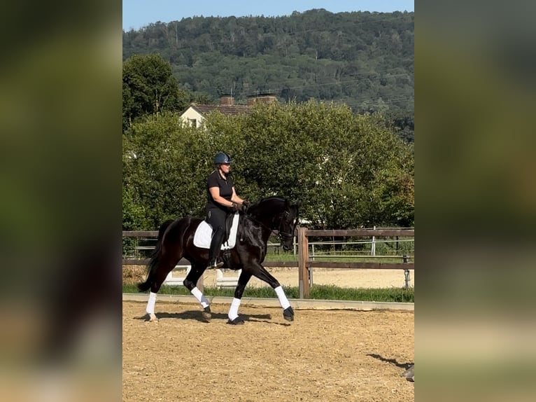 Westfaliano Castrone 5 Anni 173 cm Morello in Hofgeismar