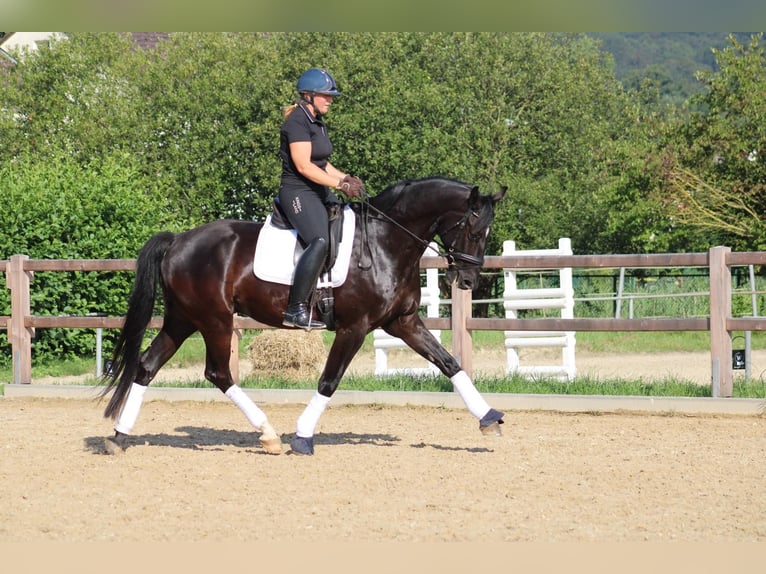 Westfaliano Castrone 5 Anni 173 cm Morello in Hofgeismar