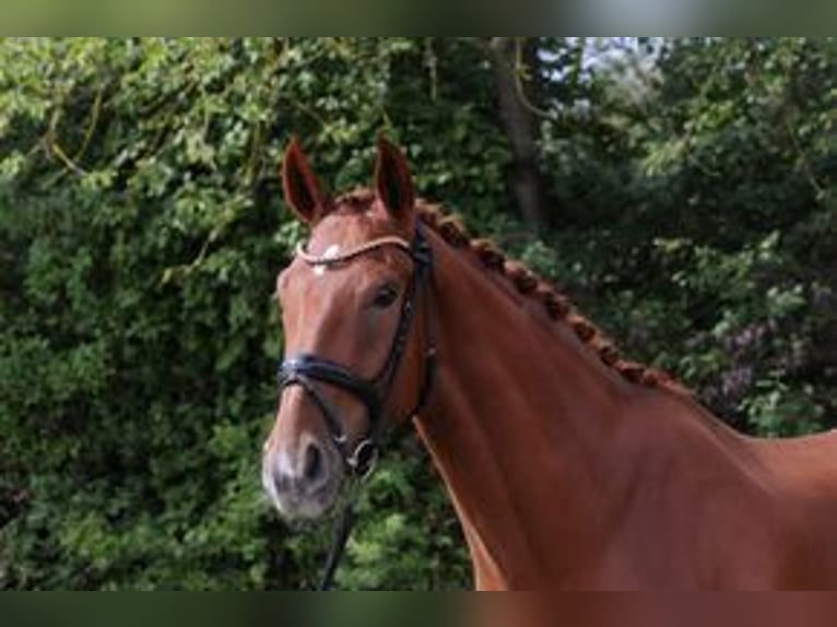 Westfaliano Castrone 5 Anni 174 cm Sauro in Grafenrheinfeld