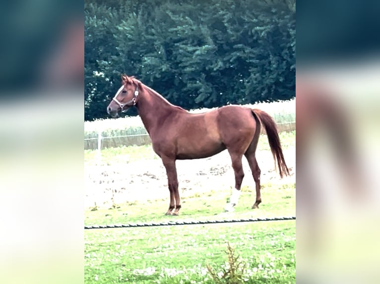 Westfaliano Castrone 5 Anni 174 cm Sauro in Hüllhorst