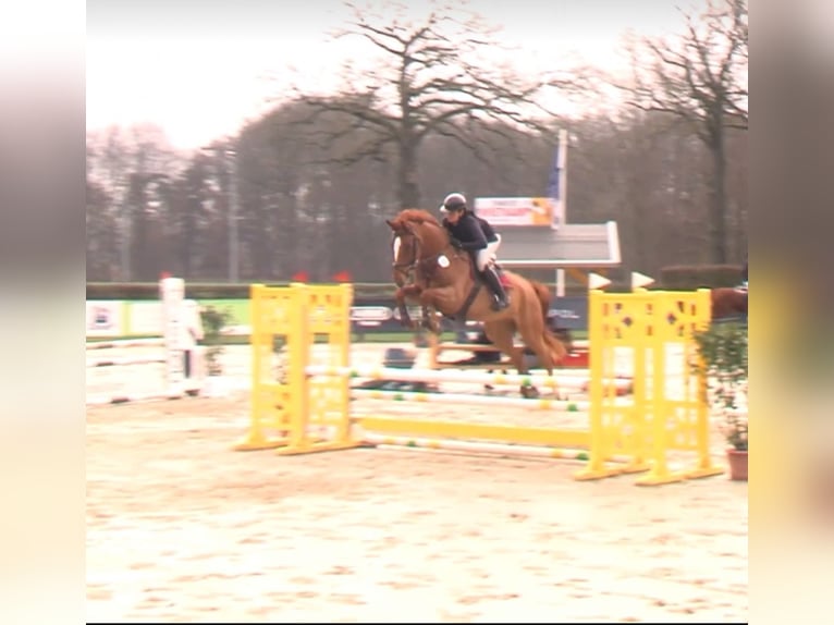 Westfaliano Castrone 5 Anni 174 cm Sauro in Nordkirchen