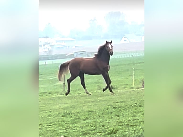 Westfaliano Castrone 5 Anni 174 cm Sauro in Nordkirchen