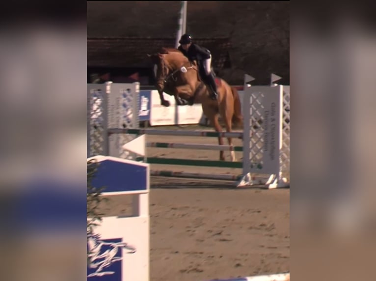 Westfaliano Castrone 5 Anni 174 cm Sauro in Nordkirchen