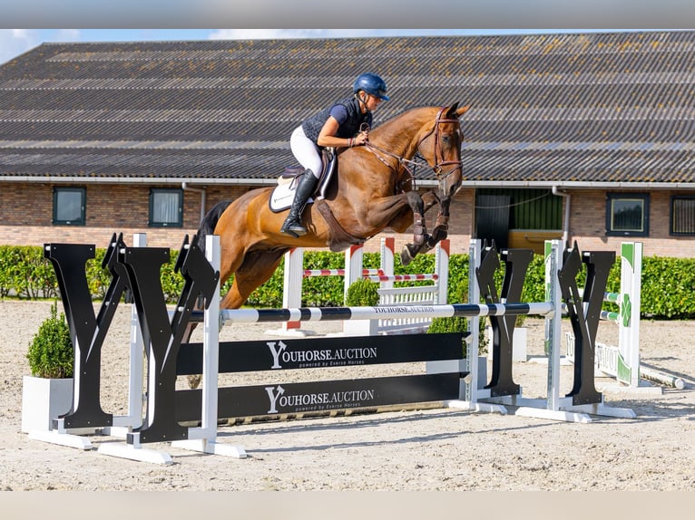 Westfaliano Castrone 5 Anni 175 cm Baio in Waddinxveen