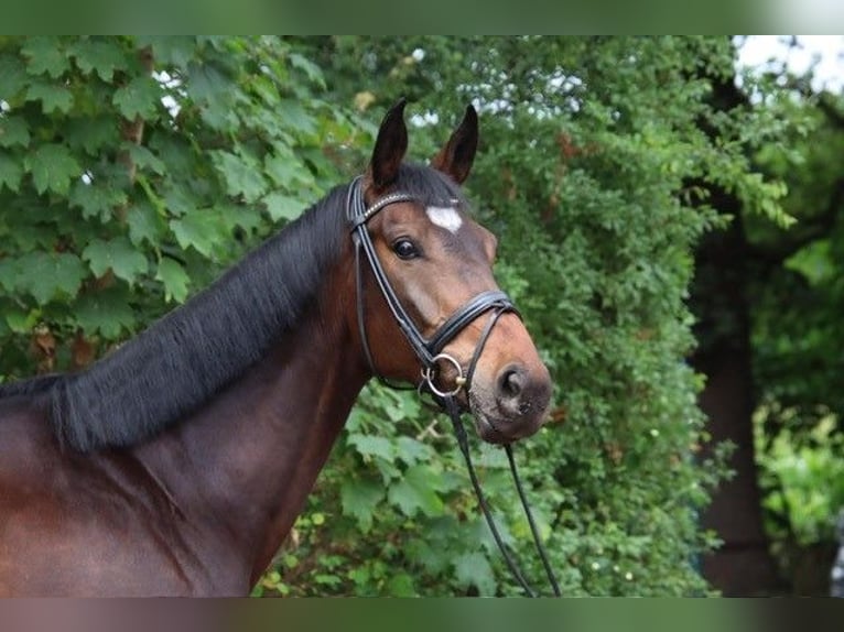 Westfaliano Castrone 5 Anni 175 cm Baio scuro in M&#xFC;nster