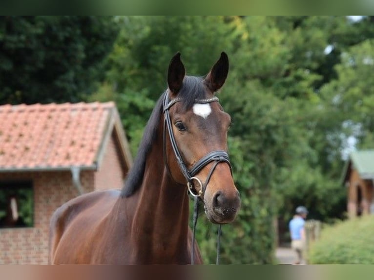Westfaliano Castrone 5 Anni 175 cm Baio scuro in M&#xFC;nster